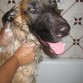 Le encanta ducharse...